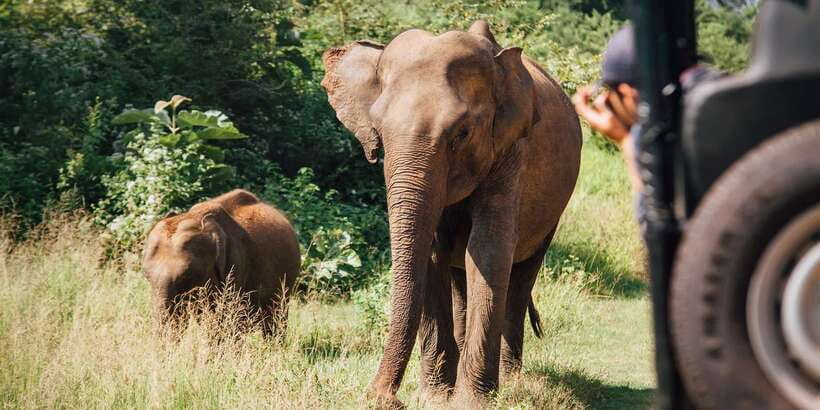 ELLA to TANGALLE/MIRISSA/GALLE Shuttle & YALA Safari - Who should book this experience?