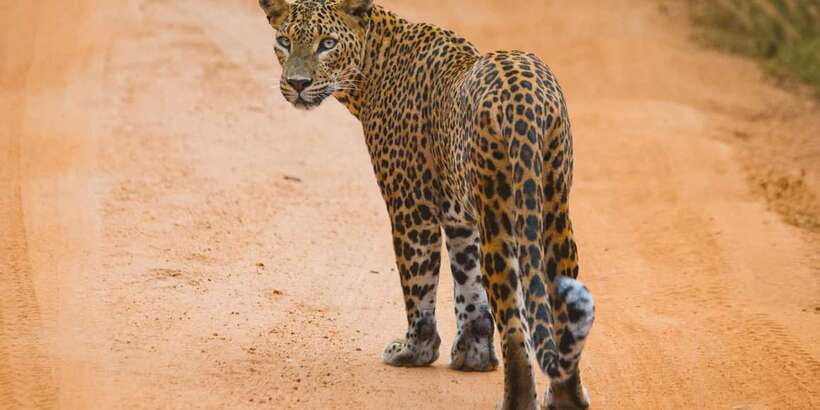 ELLA to TANGALLE/MIRISSA/GALLE Shuttle & YALA Safari - The ride from Ella to Yala