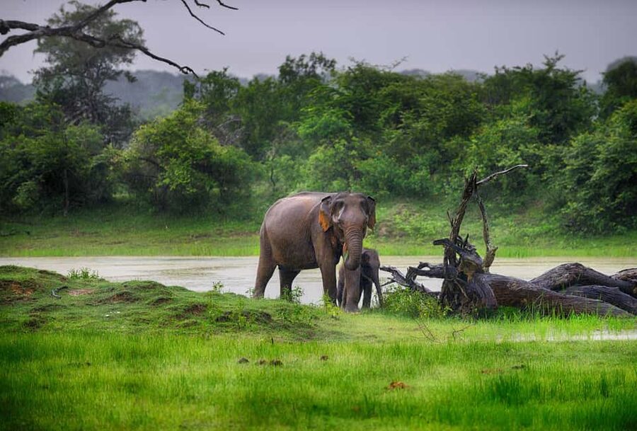 Ella: Transfer to Tangalle/Mirissa/Galle & Yala Safari Tour - Why this Ella to Yala route makes sense