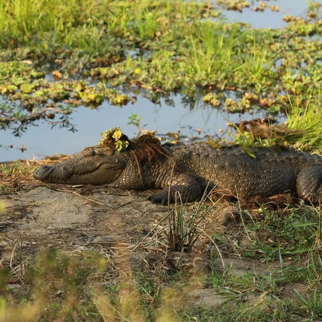 Ella: Yala Safari with Drop at Tangalle/ Hiriketiya/ Mirissa - From Ella’s hills to Yala’s dry country