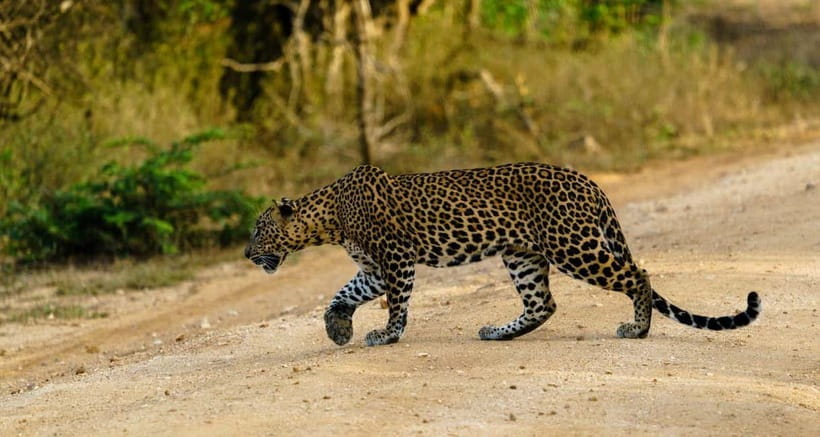 Ella: Yala Safari with Drop at Tangalle/ Hiriketiya/ Mirissa - Leopards, elephants, and the luck of the day