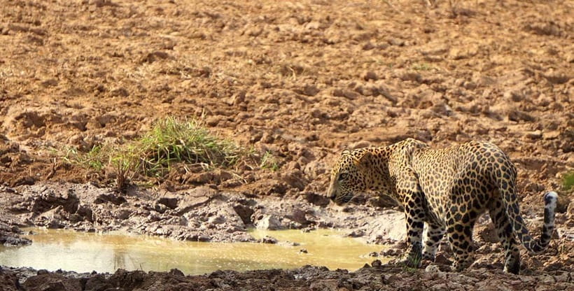 Ella: Yala Safari with Drop at Tangalle/ Hiriketiya/ Mirissa - The price, the park ticket, and the real value