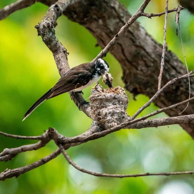 Ella: Yala Safari with Drop at Tangalle/ Hiriketiya/ Mirissa - Drop-off choices along Sri Lanka’s south coast