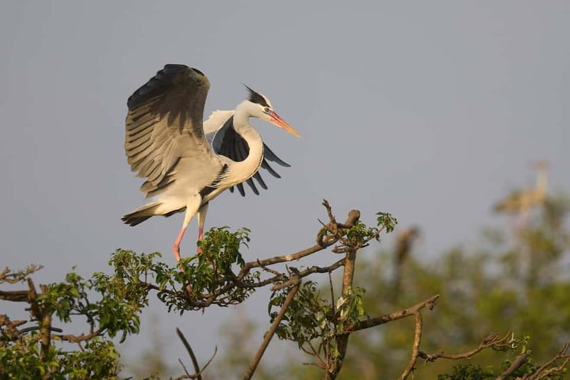 Ella: Yala Safari with Drop at Tangalle/ Hiriketiya/ Mirissa - Comfort, food, and what to bring