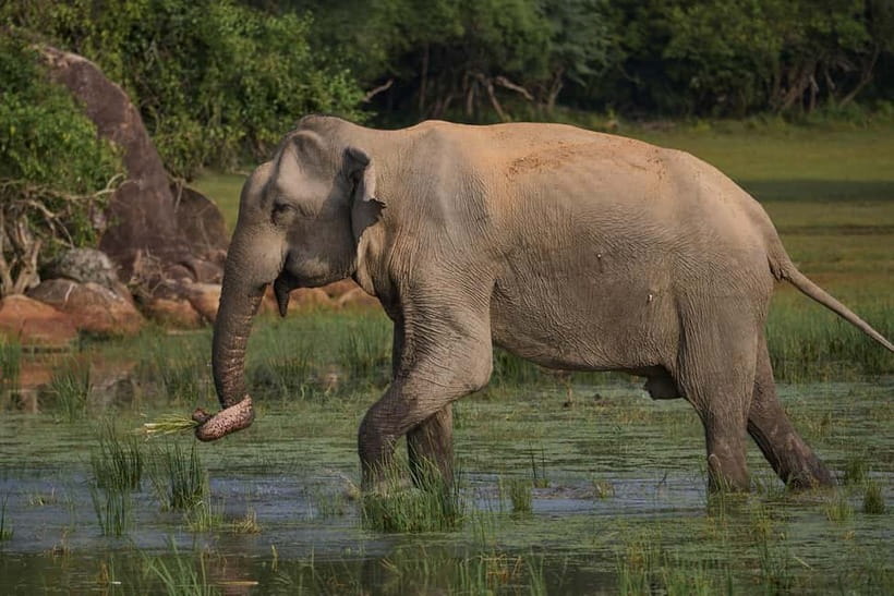 Ella: Yala Safari with Drop at Tangalle/ Hiriketiya/ Mirissa - Who should book this Ella to Yala safari