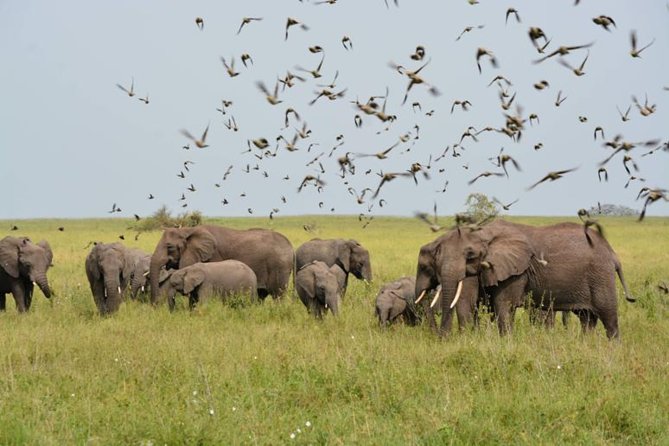 Embark on a 5-day camping safari adventure. - Day one: Tarangire’s elephants and Migombani views
