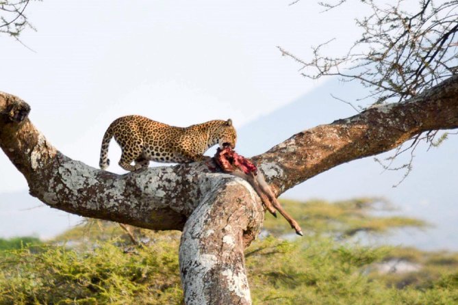 Embark on a 5-day camping safari adventure. - Who should book this safari