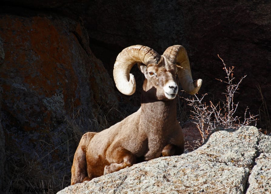 Estes Park: Rocky Mountain National Park Safari Tour - From Estes Park at 7,500 feet to the alpine tundra