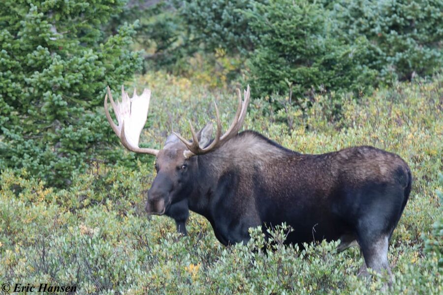 Estes Park: Rocky Mountain National Park Safari Tour - Is $130 a fair price?