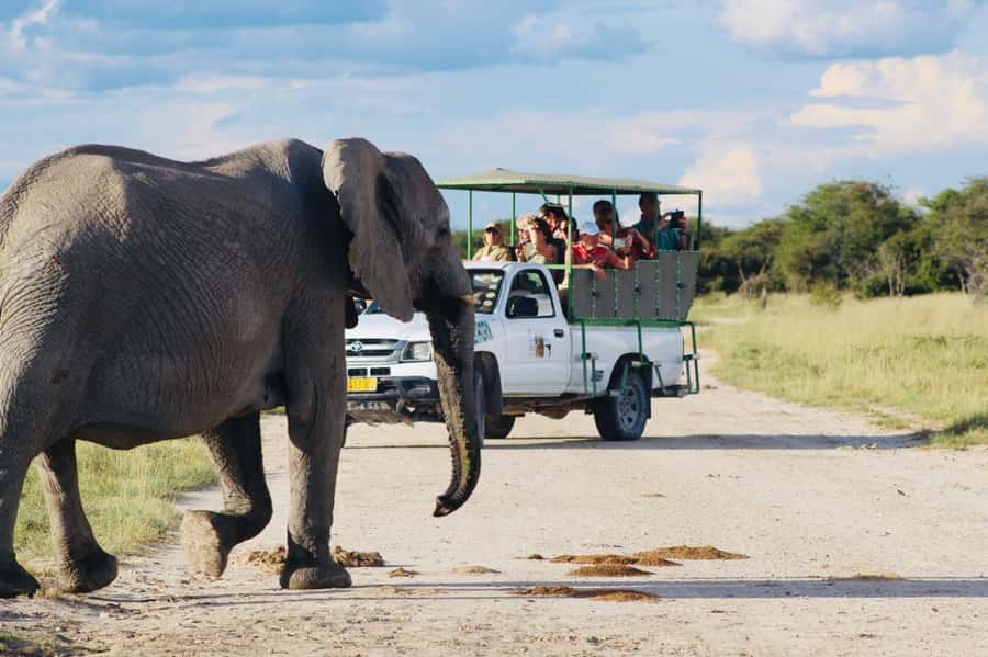 Etosha National Park: Full or Half-Day Game Drive - Morning game drive: use the quiet hours well
