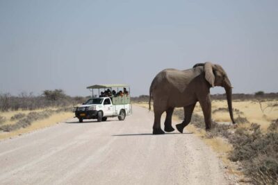 Etosha National Park: Full or Half-Day Game Drive