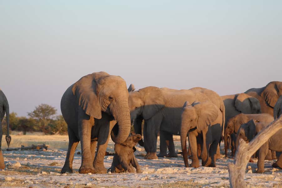 Etosha National Park: Full or Half-Day Game Drive - What you might see in Etosha