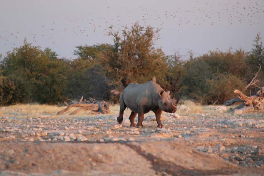 Etosha National Park: Full or Half-Day Game Drive - Afternoon sightings and the return to Anderson Gate