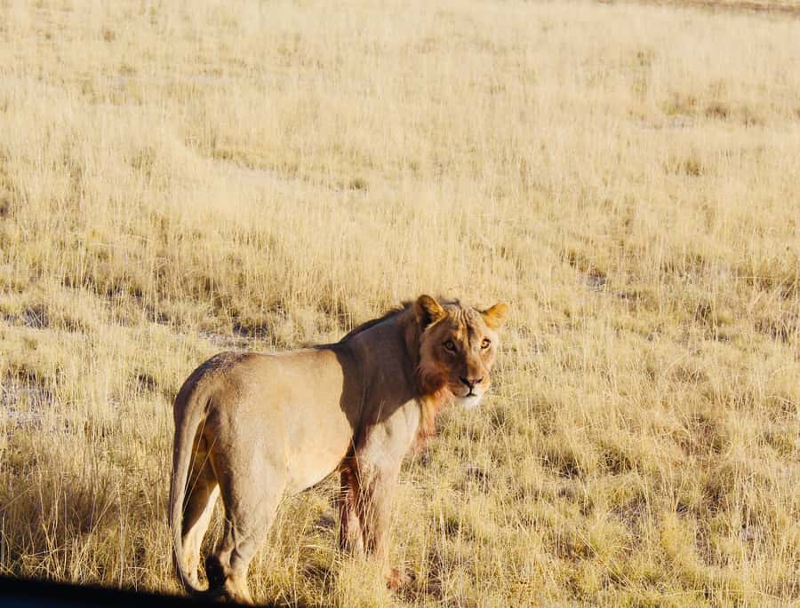 Etosha National Park: Full or Half-Day Game Drive - Full-day or half-day: which makes more sense?