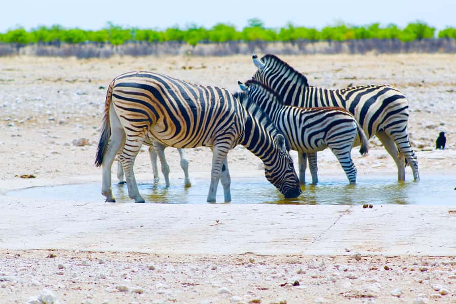 Etosha National Park: Full or Half-Day Game Drive - Is $123 good value?