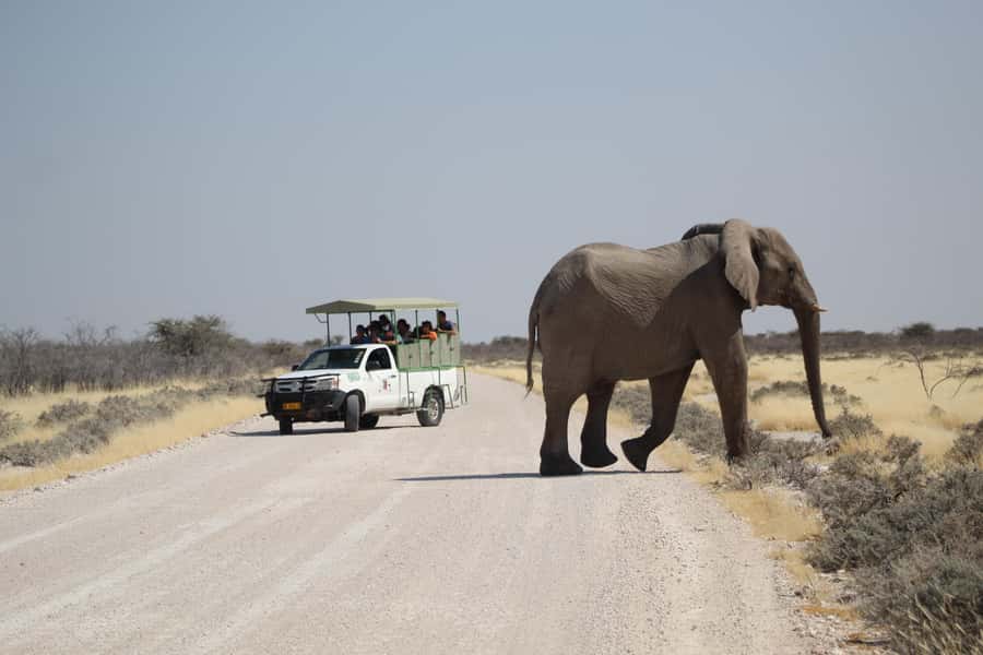 Etosha National Park: Full or Half-Day Game Drive - The open 4x4 makes wildlife viewing easier