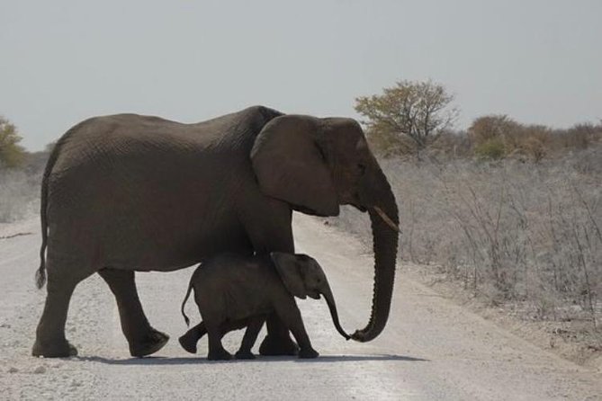 ETOSHA PARK SAFARI with local guides in 9-seater 4x4s - Etosha Pan and the character of the park