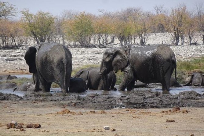 ETOSHA PARK SAFARI with local guides in 9-seater 4x4s - A proper pause in the middle of the safari