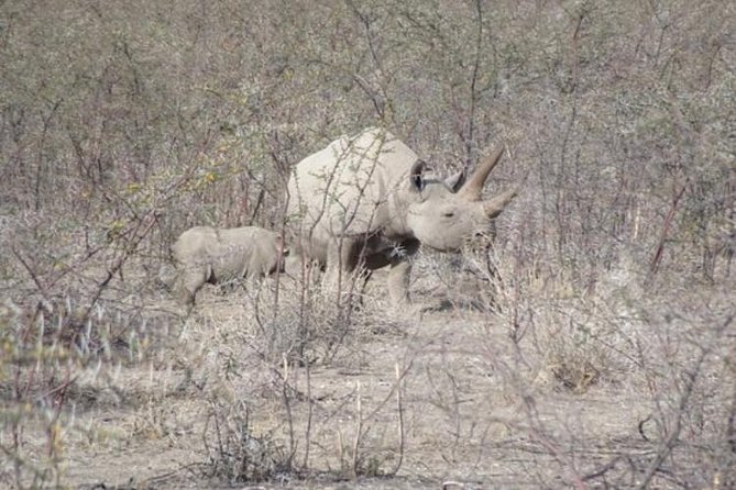 ETOSHA PARK SAFARI with local guides in 9-seater 4x4s - How the $127.95 price works for you