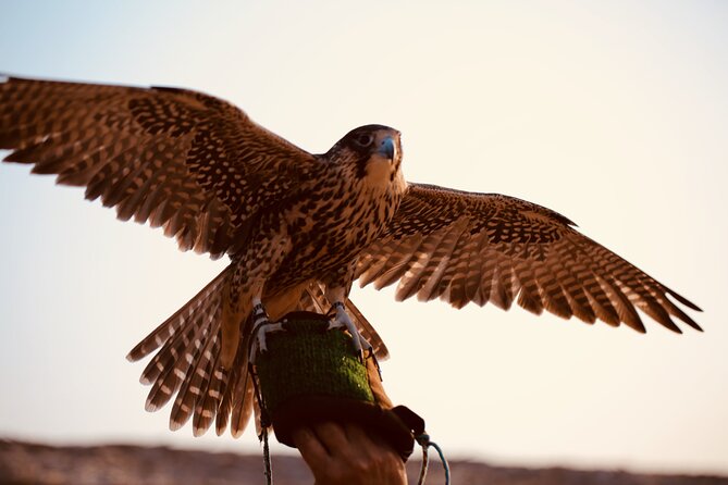 Evening Desert Safari Abu Dhabi with Hot BBQ Dinner - BBQ dinner under the stars