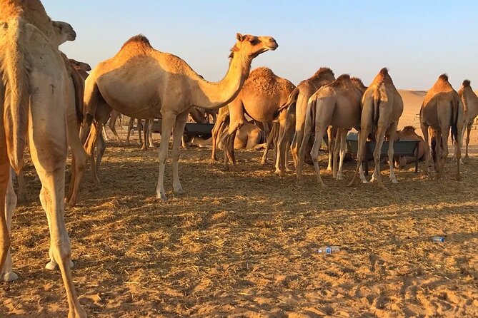 Evening Desert Safari Abu Dhabi with Hot BBQ Dinner - Stargazing after the camp lights fade