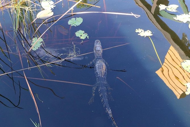 Everglades Airboat Safari Adventure with Transportation - The real destination: Sawgrass, not the southern national park