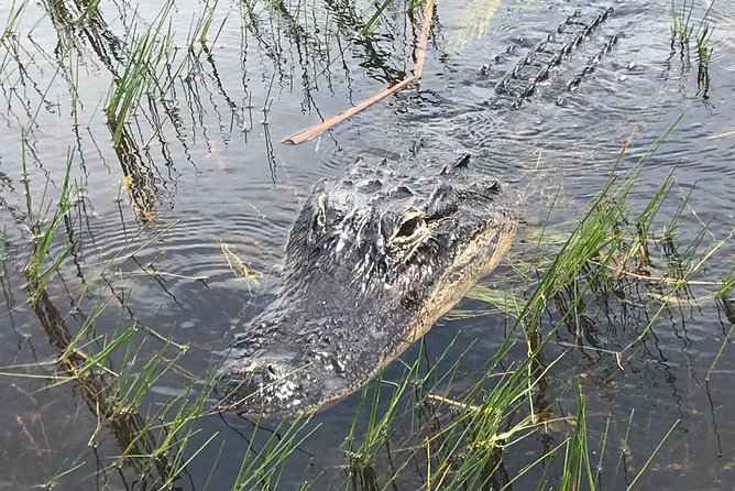 Everglades Airboat Safari Adventure with Transportation - What the $35 price really covers