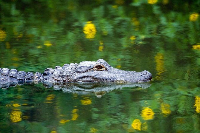 Everglades Airboat Safari Adventure with Transportation - Meeting at 305 Lincoln Road in Miami Beach