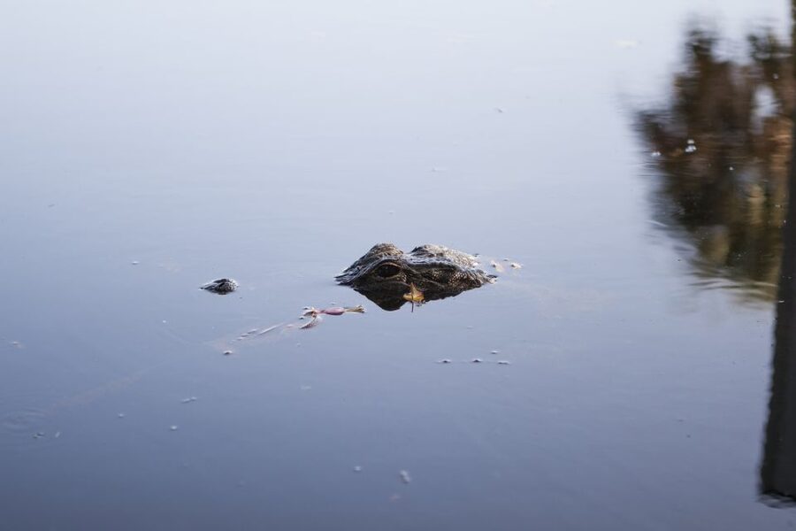 Everglades Day Safari from Fort Lauderdale - Why this safari gives you a fuller picture of the Everglades