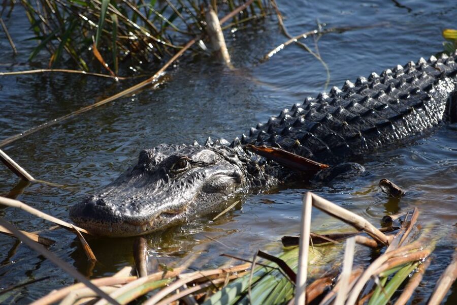 Everglades Day Safari from Fort Lauderdale - Airboating across the River-of-Grass