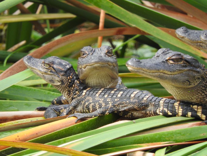 Everglades Day Safari from Fort Lauderdale - A waterside lunch in the Everglades