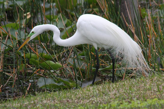 Everglades Day Safari from Fort Myers/Naples Area - Lunch at Island Cafe