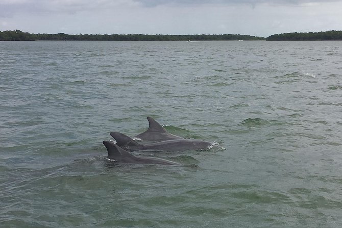 Everglades Day Safari from Fort Myers/Naples Area - The Ten Thousand Islands boat cruise