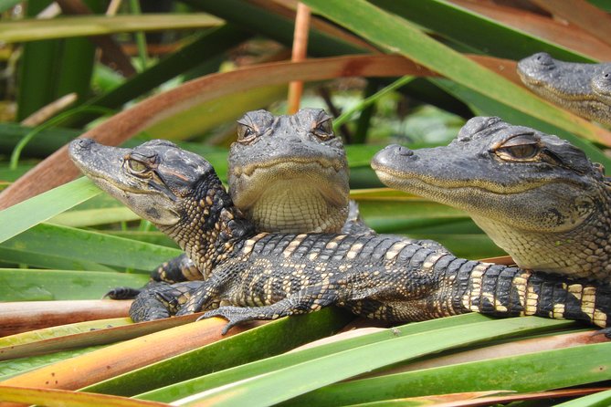 Everglades Day Safari from Fort Myers/Naples Area - Guides and the value of a small group