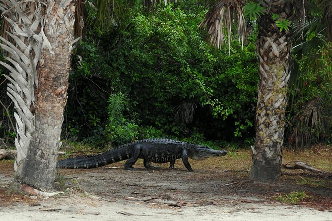 Everglades Day Safari from Ft Lauderdale - The Ten Thousand Islands boat ride