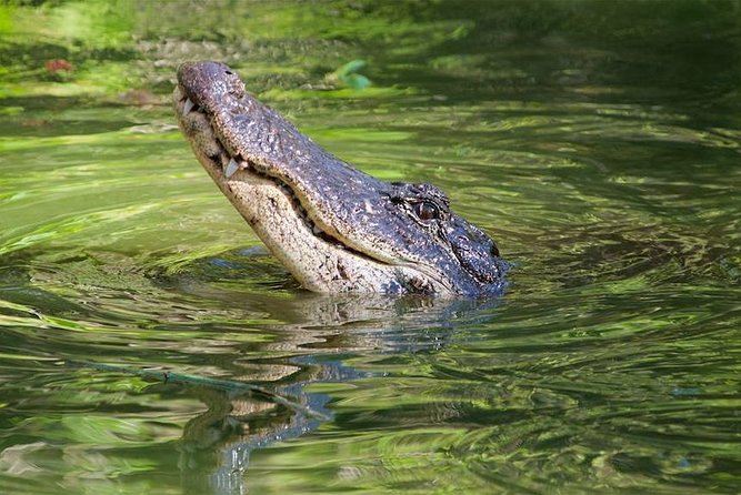 Everglades Day Safari from Ft Lauderdale - Why the guides matter so much