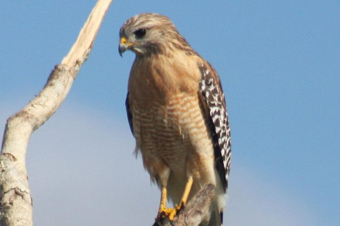 Everglades Day Safari from Ft Lauderdale - Is $250 a good value?