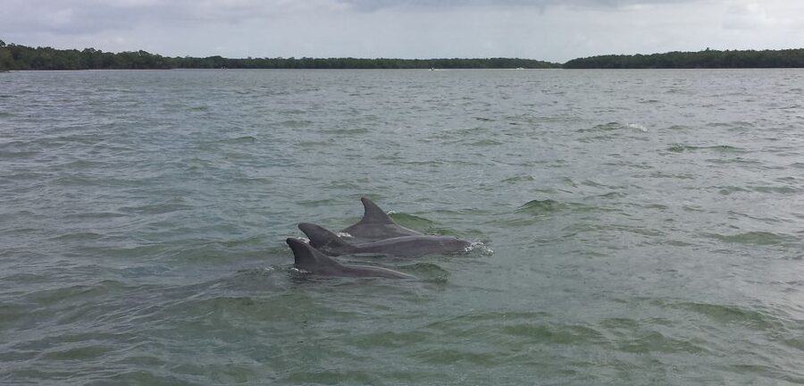 Everglades Day Safari from Sanibel, Fort Myers & Naples - Key things to know before you book