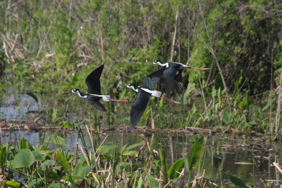 Everglades Day Safari from Sanibel, Fort Myers & Naples - Who should book this experience?