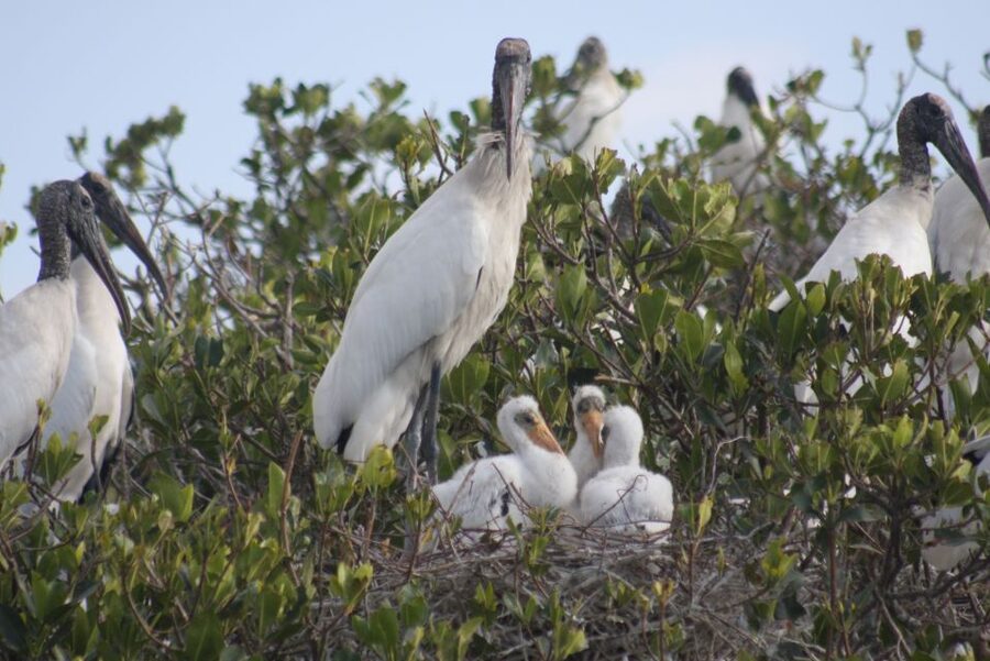 Everglades Day Safari from Sanibel, Fort Myers & Naples - Walking the CREW Marsh Trail