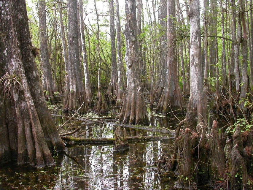 Everglades Day Safari from Sanibel, Fort Myers & Naples - Taking the airboat across Lake Trafford