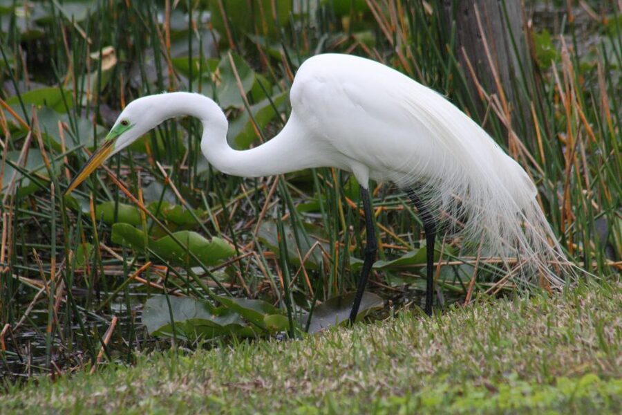 Everglades Day Safari from Sanibel, Fort Myers & Naples - Smallwood’s Store and the older Everglades