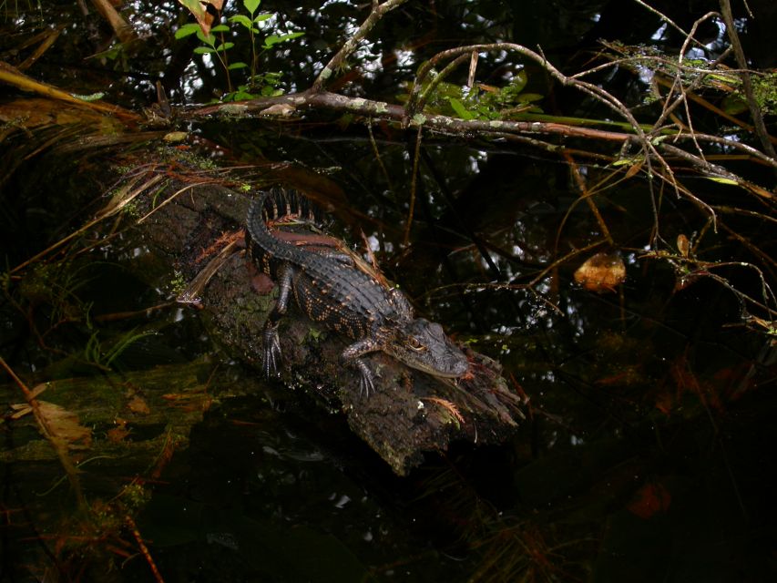 Everglades Day Safari from Sanibel, Fort Myers & Naples - Cruising into Everglades National Park