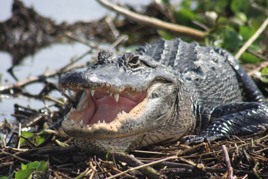 Everglades Day Safari from Sanibel, Fort Myers & Naples - The early pickup and the ride south