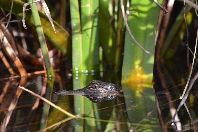 Everglades Kayak Safari Adventure Through Mangrove Tunnels - From the Highway 41 meeting point to the water