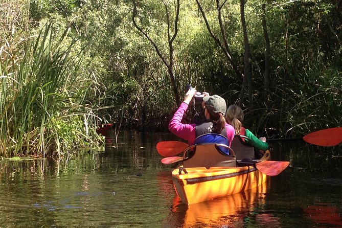 Everglades Kayak Safari Adventure Through Mangrove Tunnels - The first stretch, cypress trees and open Everglades grasses