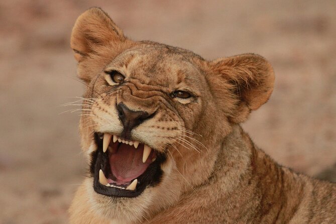 Exclusive Morning Game Drive Safari near Hoedspruit - Key points to know before booking
