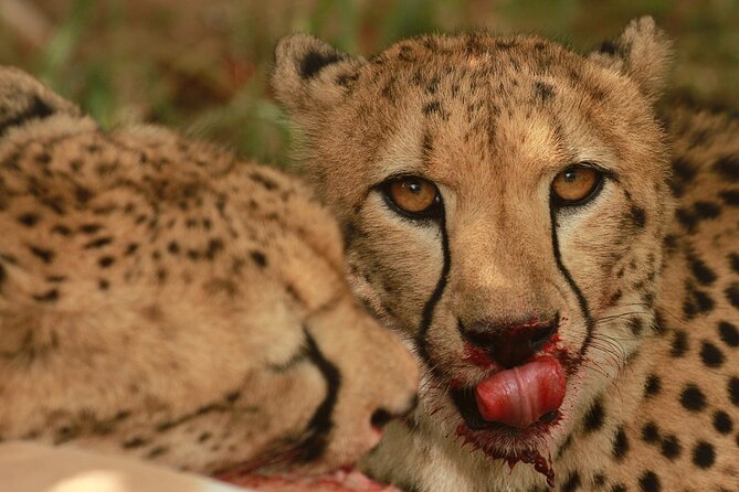 Exclusive Morning Game Drive Safari near Hoedspruit - Big Five hopes, plus the animals you may miss