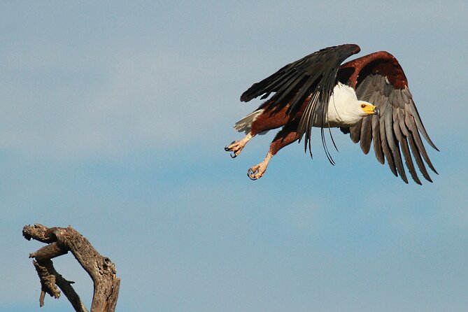 Exclusive Morning Game Drive Safari near Hoedspruit - Why the guide makes a difference