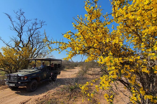 Exclusive Morning Game Drive Safari near Hoedspruit - Small-group value at $112.20
